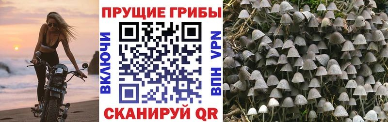 Галлюциногенные грибы мухоморы дарк нет телеграм Зерноград